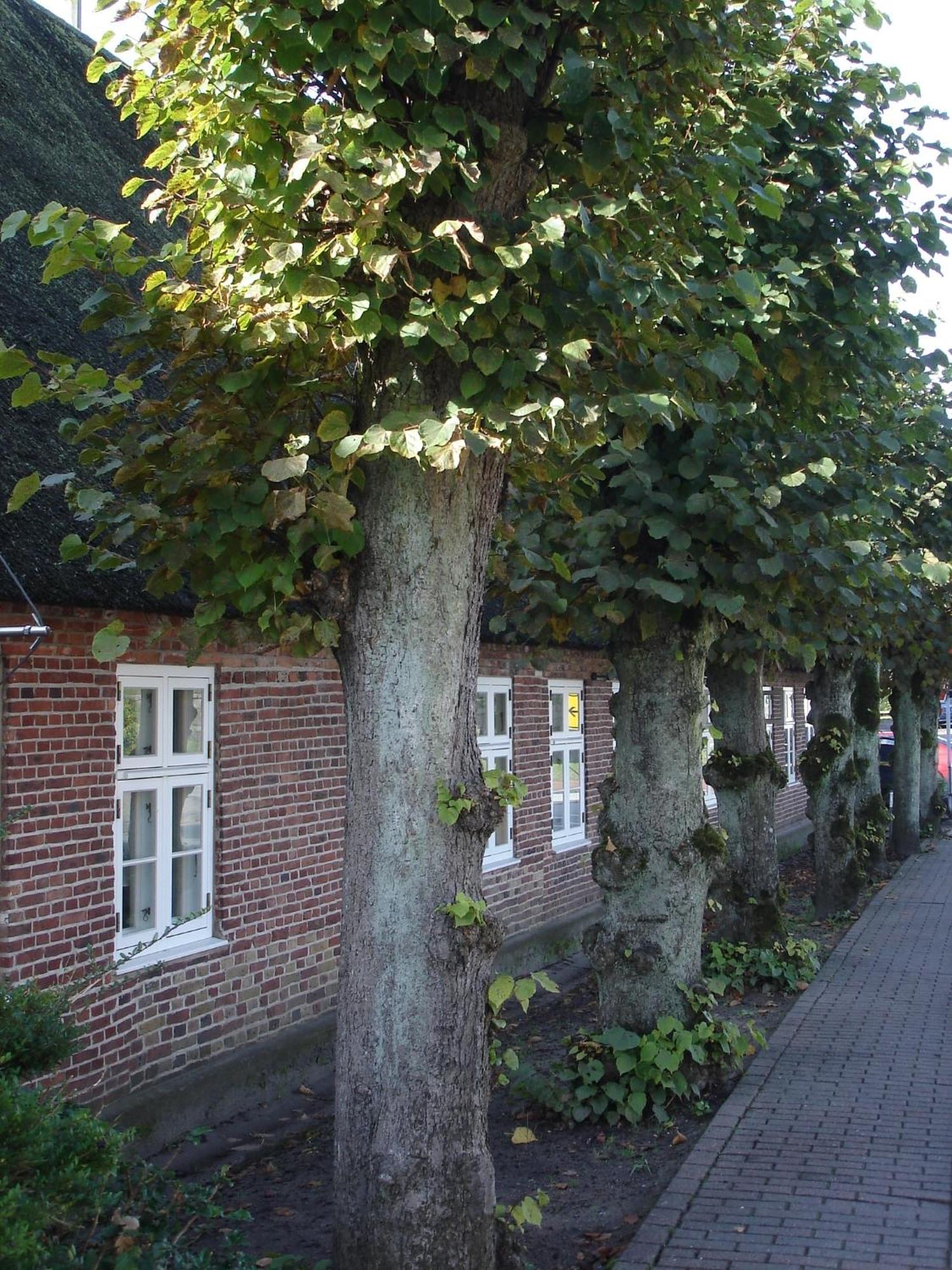 Tetens Gasthof Süderlügum Exterior foto